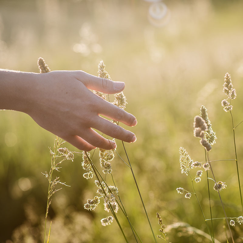 Hand berührt Gräser